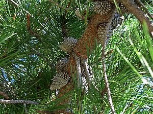 Pinus muricata branch showing typical spiny cones.jpg