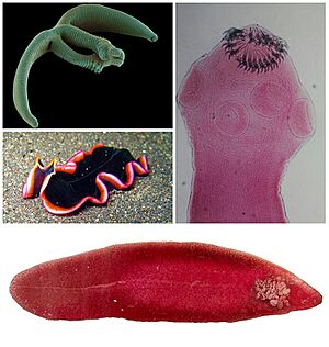 Platyhelminthes diversity.jpg