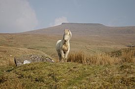 Pony in brecon2