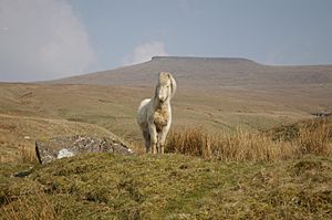 Pony in brecon2