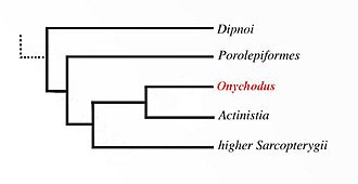 Position of Onychodus