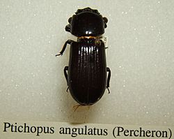 Ptichopus angulatus sjh.jpg