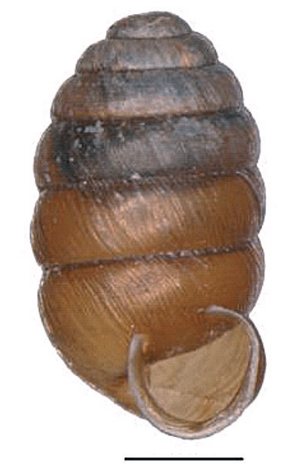 Pupilla alpicola shell.png