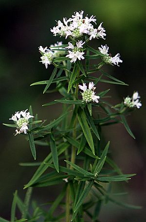 Pycnanthemum-virginianum.JPG