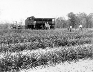 Queensland State Archives 2624 Soldiers farm Beerburrum 1918