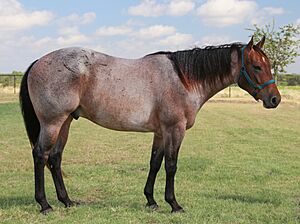Red roan Quarter Horse