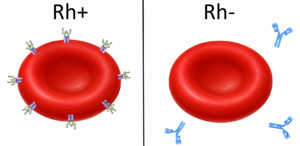 Rh positive vs negative