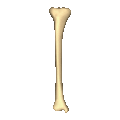 Right tibia - close up - animation