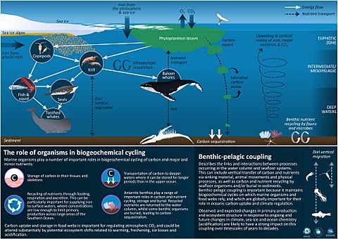 Role of marine organisms in biogeochemical cycling