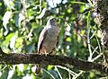 Rufous-thighed Kite (Harpagus diodon)