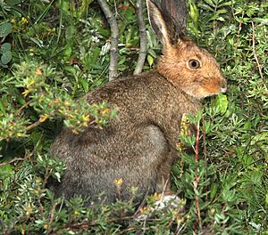 SNOWSHOE HARE (Lepus americanus) (8-20-13) stunner c g, n-w conejos co, co (2) (9592453799)