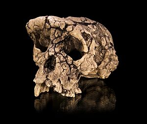 Sahelanthropus tchadensis - TM 266-01-060-1