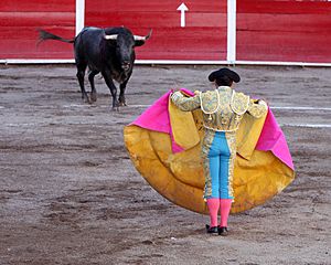San marcos bullfight 01