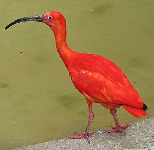 Scarlet ibis arp