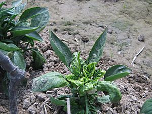 SequoiaBio Leaf Curl