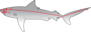 Sharks Lateral Line