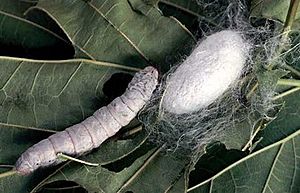 Silkworm & cocoon