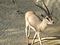 Slender-horned gazelle (Cincinnati Zoo).jpg