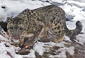 Snow leopard in snow.jpg