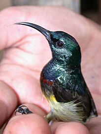 Souimanga Sunbird (Cinnyris souimanga)