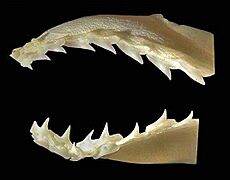 Sphyrna corona jaws