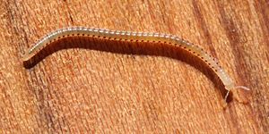 Spotted snake millipede Blaniulus guttulatus