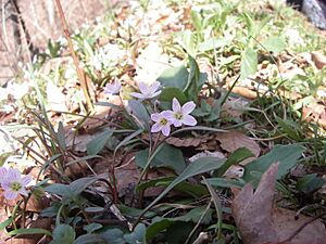 Spring beauty