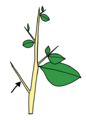 Stem morphology type thorn