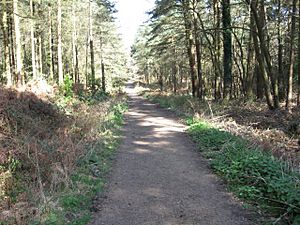 Stoney Down Plantation - geograph.org.uk - 1228205