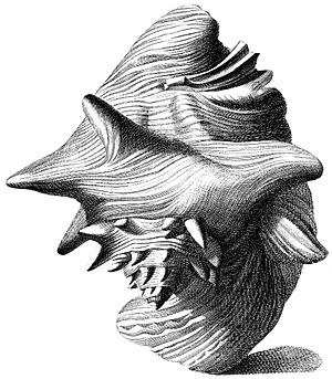 Strombus-gigas-001
