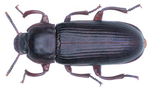 Tenebrio molitor Linné, 1758 (32842137535).png
