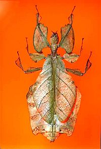 The Childrens Museum of Indianapolis - Leaf insect