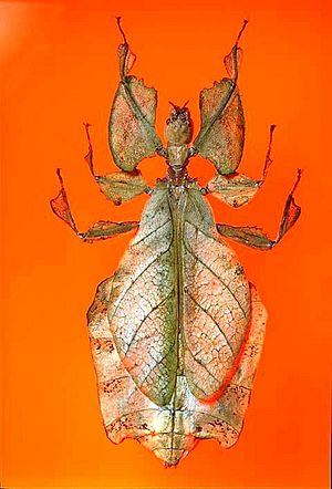 The Childrens Museum of Indianapolis - Leaf insect