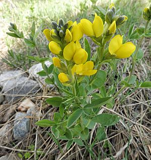 Thermopsis rhombifolia Colorado.jpg