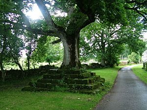Tree at Great Ormside with seating arrangement - geograph.org.uk - 901409