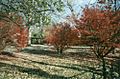 Trees on the grounds of Adsmore Museum (1998)