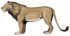 W. Gornig - P. leo leo ♂.png