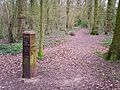 Waymarked path in Clayfield Copse - geograph.org.uk - 1233172