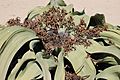 Welwitschia mirabilis S&J6