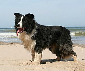 Border Collie Facts for Kids