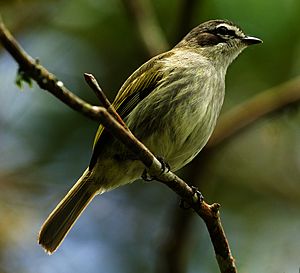 Zimmerius petersi Venezuelan Tyrannulet; Carabobo, Venezuela.jpg