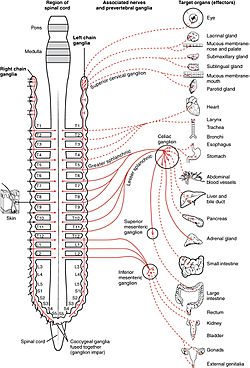 1501 Connections of the Sympathetic Nervous System.jpg