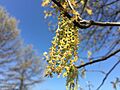 2016-04-15 15 31 48 Pin Oak catkins at Franklin Farm Park in the Franklin Farm section of Oak Hill, Fairfax County, Virginia