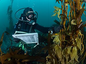 A diver records kelp growth (9296)