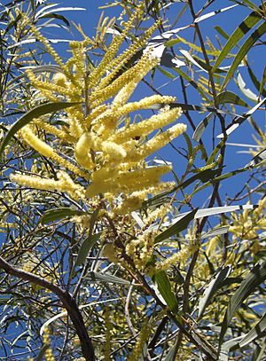 Acacia aulacocarpa foliage and flowers.jpg