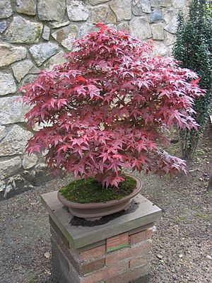 Acer palmatum-Bonsai