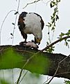 African Fish Eagle (Haliaeetus vocifer) eating a fish (Cyprinidae, probably a Mudfish, Labeo sp.) ... (33489445721)