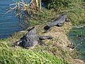 Alligators sunning themselves at Se7en Wetlands