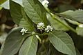 Alternanthera-brasiliana2