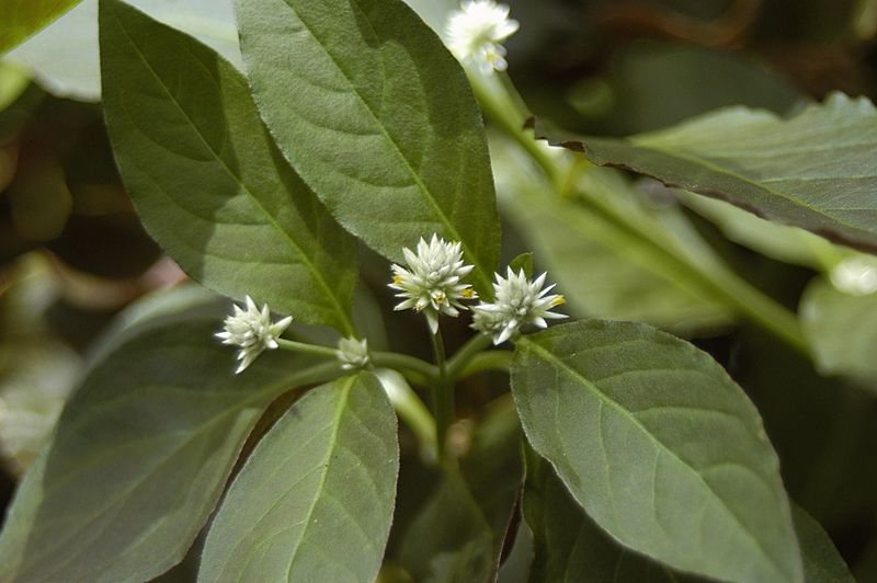 Alternanthera-brasiliana2